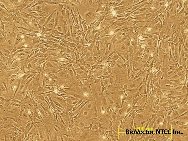 CF6-Neo Mouse Embryonic Fibroblasts, irradiated