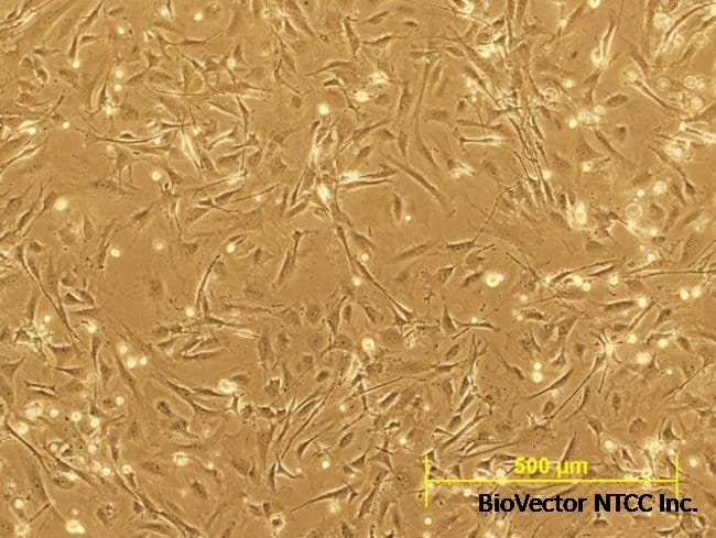 CF6-Neo Mouse Embryonic Fibroblasts, MitC-treated