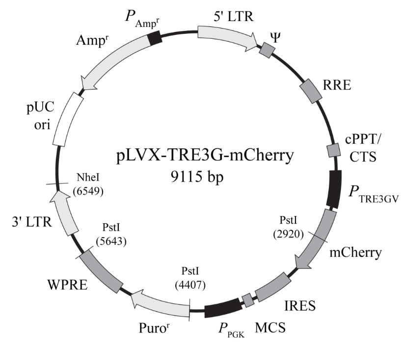 pLVX-TRE3G-mCherry慢病毒载体质粒图谱序列抗性 pSicoR  Biovector178243报价/价格pLVX-TRE3G-mCherry慢病 - Biovector Co.,LTD - 试剂库 - 生物在线  Lab-on-Web