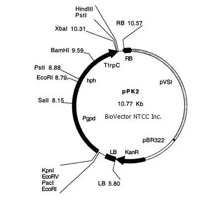 pPK2,BioVector NTCC Inc.