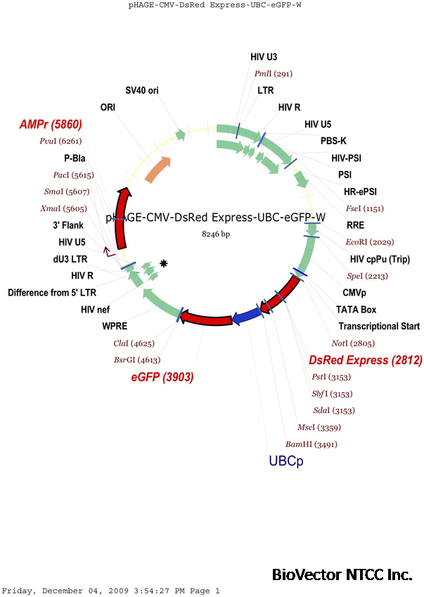 pHAGE-CMV-dsRed-UBC-GFP-W