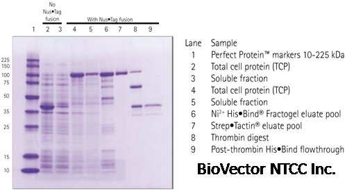 Nus•Tag™ fusion increases the solubility of recombinant annexin A1.