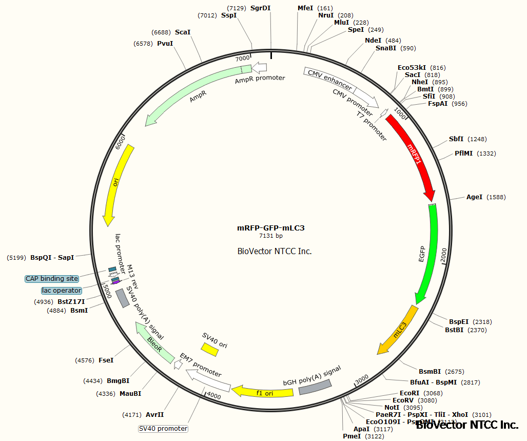 mRFP-GFP-mLC3细胞自噬检测质粒小鼠LC3基因表达载体,稳定转染细胞。BioVector NTCC质粒载体菌种细胞基因保藏中心提供.png