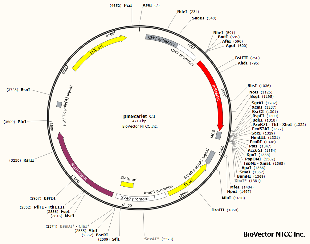 pmScarlet-C1超强红色荧光表达载体,CMV启动子,带有最新型超强红色荧光蛋白基因,Kan抗性,G418细胞筛选标记。BioVector NTCC质粒载体菌种细胞基因保藏中心提供.png