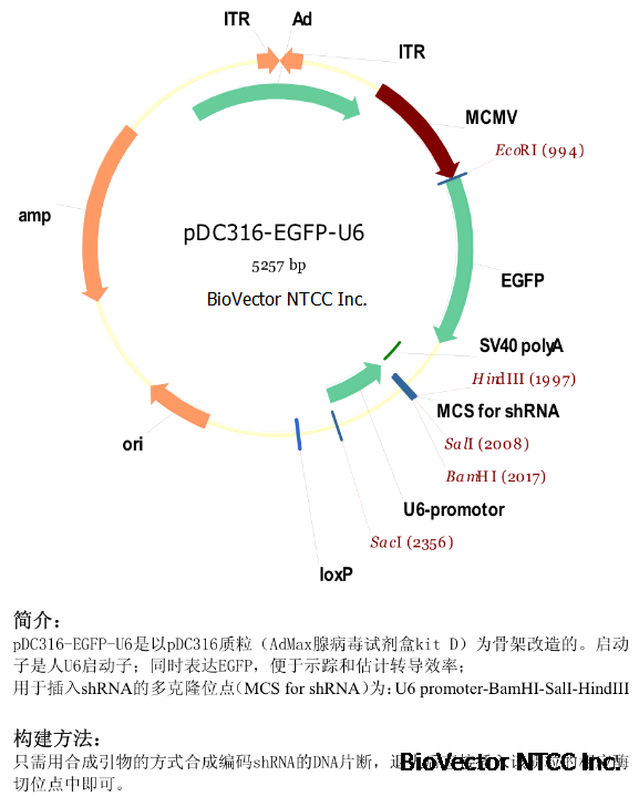 pDC316-EGFP-U6 AdMax腺病毒荧光表达质粒载体,启动子为人源U6启动子,EGFP绿色荧光标签,便于示踪和估计转到效率。用于插入shRNA的多克隆位点为U6 promoter-BanHI-SalI-HindIII,BioVector NTCC中国质粒载体菌种细胞基因保藏中心提供.png