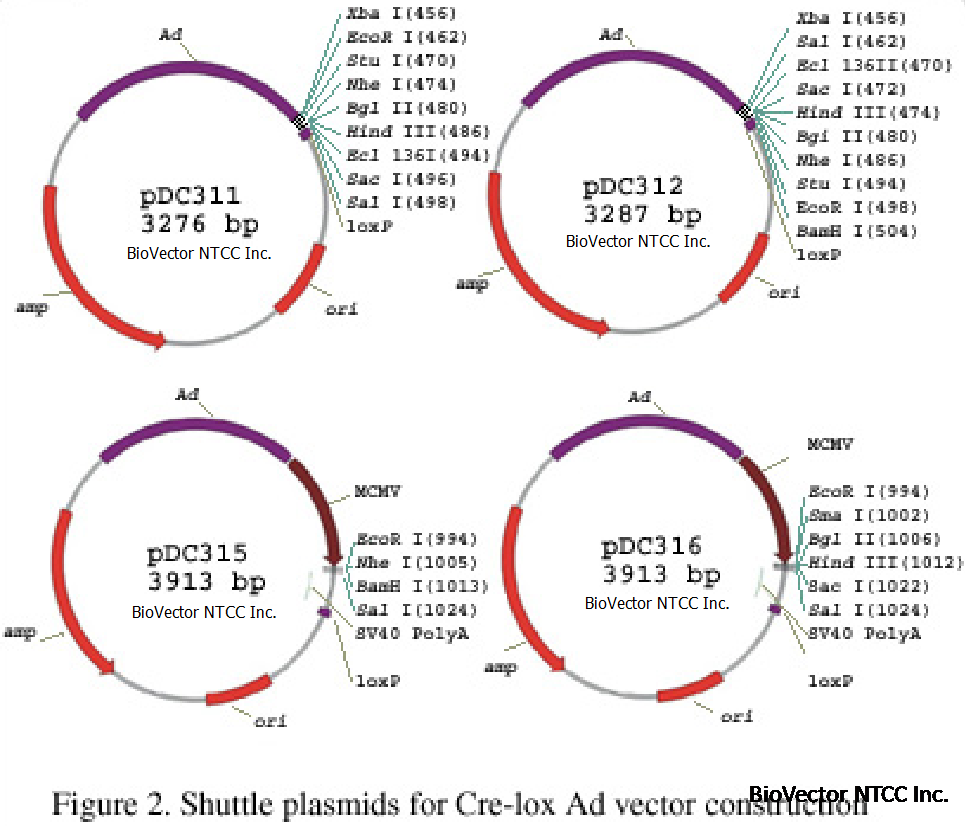 pDC311, 312,315,316腺病毒载体AdMax系统,Shuttle plasmids designed for insertion of the transgene are small, simple and pUC based for high yields. BioVector NTCC质粒载体菌种细胞基因保藏中心.png