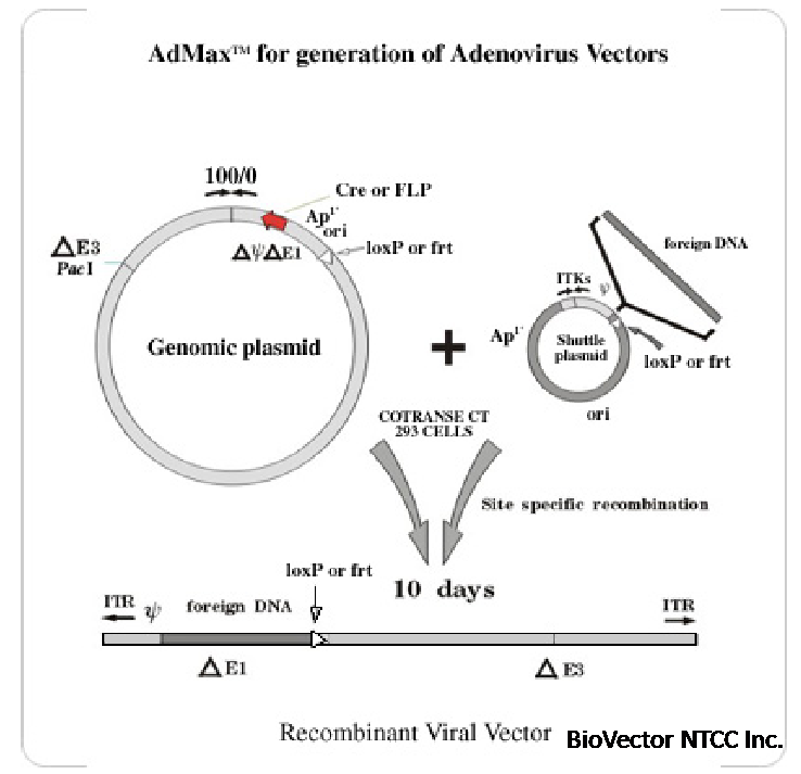 pDC315,pBHGloxDeltaE1,3Cre腺病毒表达系统AdMax系统,outlines the principles of the AdMax™ system with Cre-lox as an example. Recombination in cotransfected cells.png