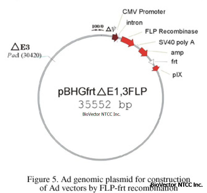 pBHGfrt deltaE1,3FLP腺病毒载体FLP-frt重组AdMax系统Ad genomic plasmid. BioVector NTCC质粒载体菌种细胞基因保藏中心提供.png