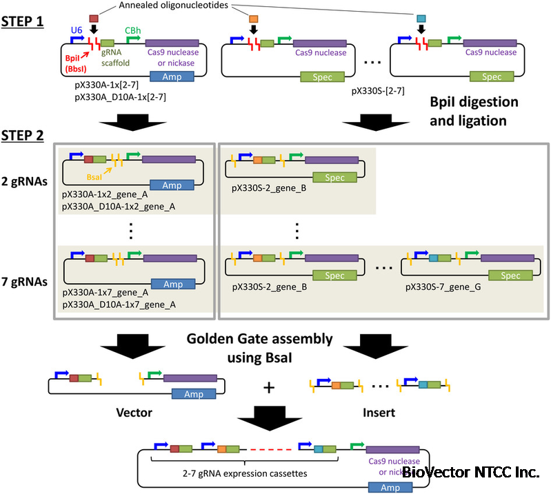 Illustration of CRISPR all-in-one vector assembly