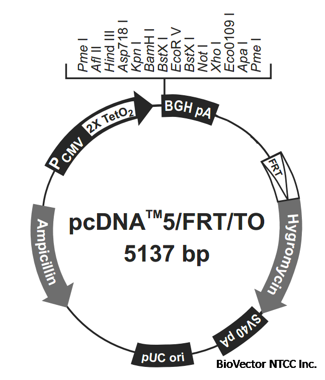 pcDNA5-FRT-TO载体图谱