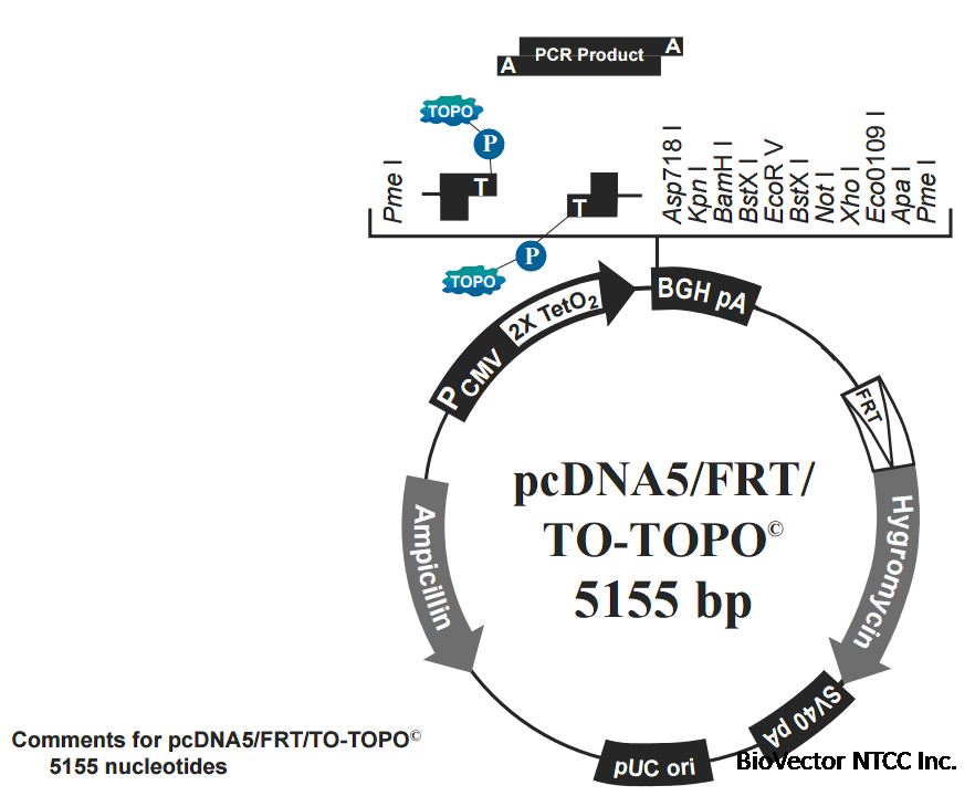 pcDNA5-FRT-TO-TOPO vector map.gif