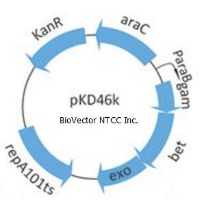 pKD46K温度敏感型大肠杆菌RED重组系统载体,带有卡那霉素抗性,阿拉伯糖诱导表达启动子,repA1-1ts温度敏感型复制子,BioVector NTCC质粒载体菌种细胞蛋白抗体基因保藏中心提供.jpg