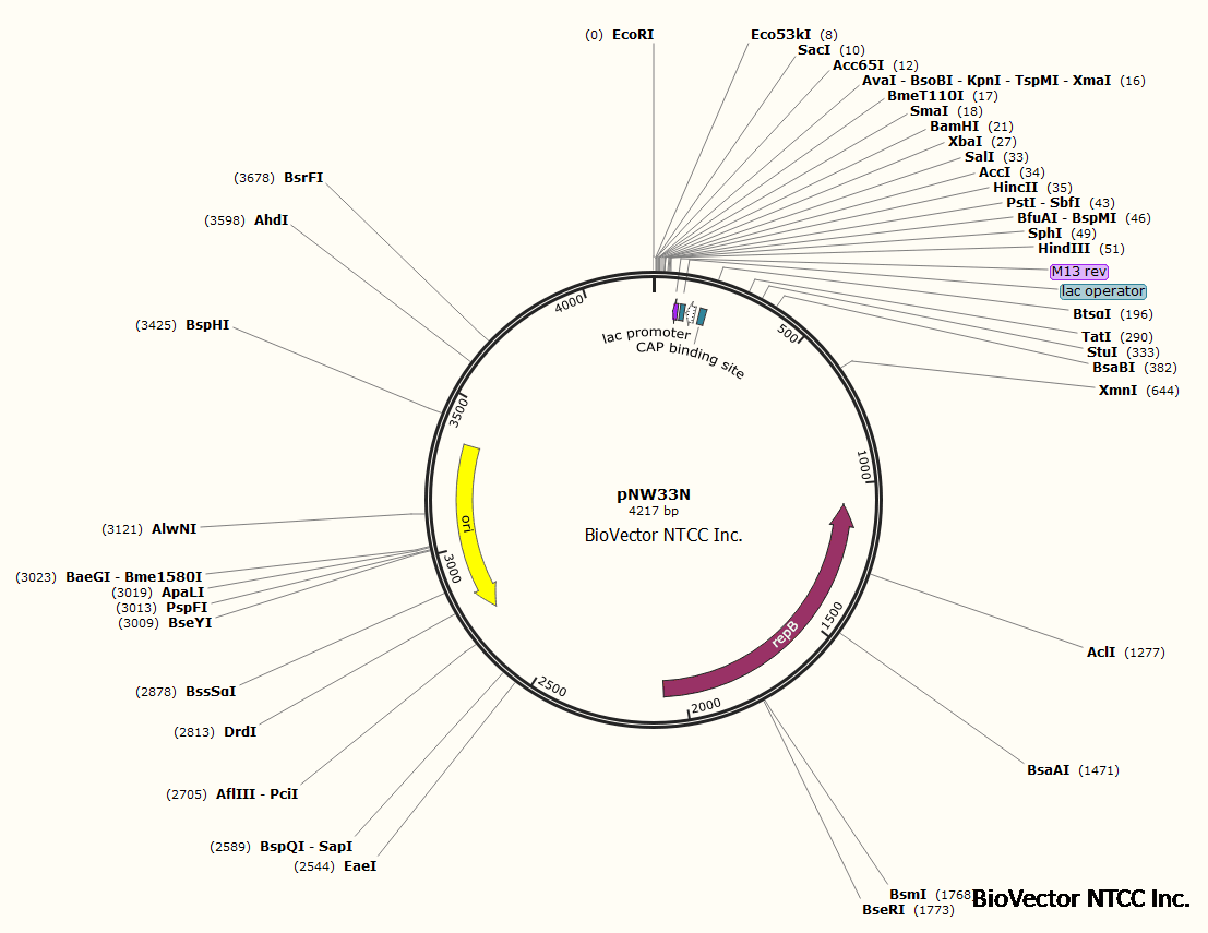 pNW33N.png BioVector NTCC质粒载体菌种细胞蛋白抗体基因保藏中心