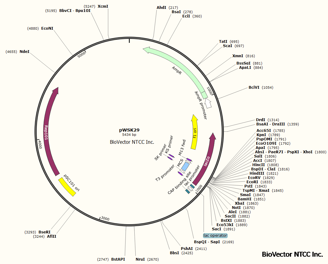 pWSK29低拷贝克隆载体,带有Rep101复制子,pSC101复制起始位点,Amp抗性,LacZa报告基因,lac启动子,T3启动子。BioVector NTCC质粒载体菌种细胞蛋白抗体基因保藏中心提供.png