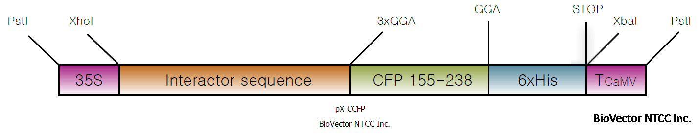 pX-CCFP植物双分子荧光互补载体-BioVector NTCC质粒载体菌种细胞蛋白抗体基因保藏中心.png