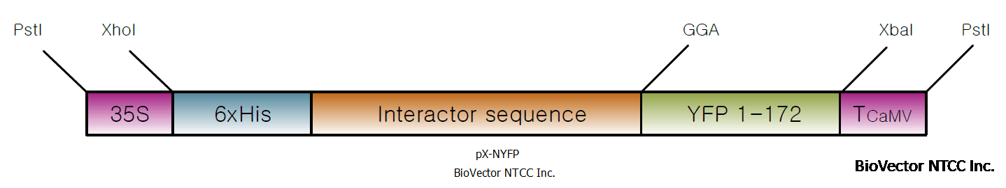 pX-NYFP植物双分子荧光互补载体-BioVector NTCC质粒载体菌种细胞蛋白抗体基因保藏中心.png