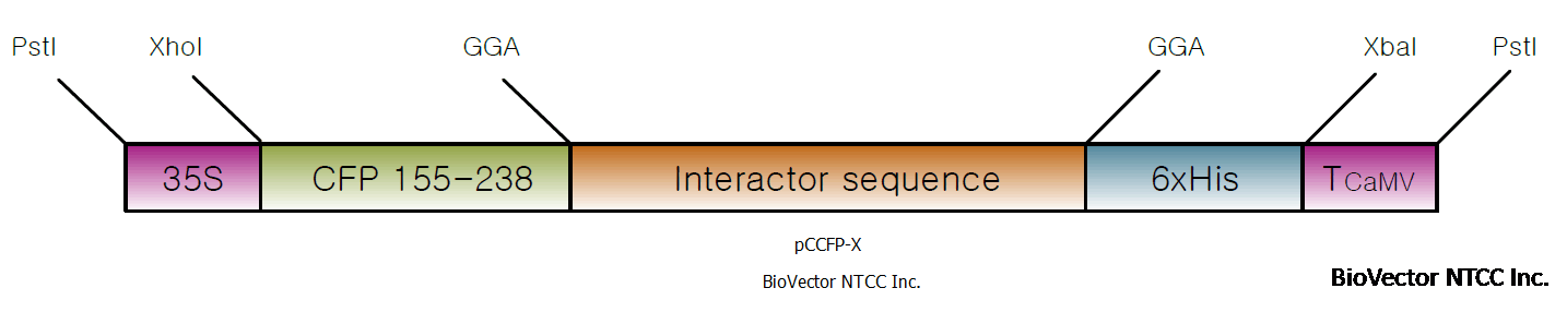 pCCFP-X植物双分子荧光互补载体-BioVector NTCC质粒载体菌种细胞蛋白抗体基因保藏中心.png