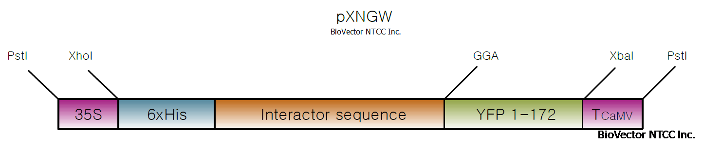 pXNGW植物BiFC双分子荧光互补载体,35S启动子,目的基因C端带有YFP 1-172片段,N端6xHis标签,Gayeway技术兼容。BioVector NTCC质粒载体菌种细胞蛋白抗体基因保藏中心www.biovector.net.png