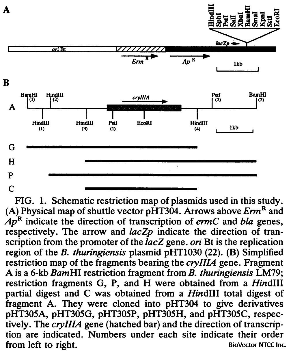 pHT304 map.jpg BioVector NTCC质粒载体菌种细胞蛋白抗体基因保藏中心www.biovector.net