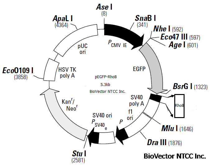 pEGFP-RhoB荧光表达质粒,表达大鼠rat RhoB基因。BioVector NTCC质粒载体菌种细胞蛋白抗体基因保藏中心www.biovector.net.png
