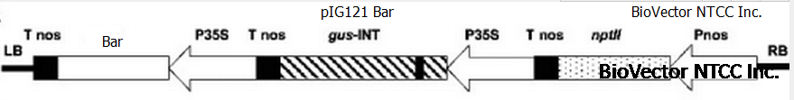 pIG121-Bar植物GUS标记表达载体,带有NOS启动子+nptII卡那霉素抗性基因,35S启动子+hptII潮霉素抗性基因。BioVector NTCC质粒载体菌种细胞蛋白抗体基因保藏中心www.biovector.net.png