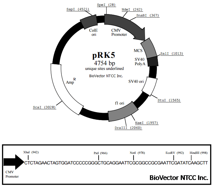 pRK5哺乳动物细胞瞬时高表达载体-BioVector NTCC质粒载体菌种细胞蛋白抗体基因保藏中心www.biovector.net.png