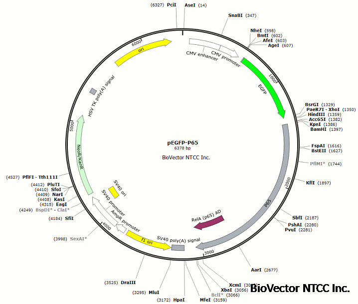 pEGFP-P65.png BioVector NTCC质粒载体菌种细胞蛋白抗体基因保藏中心www.biovector.net