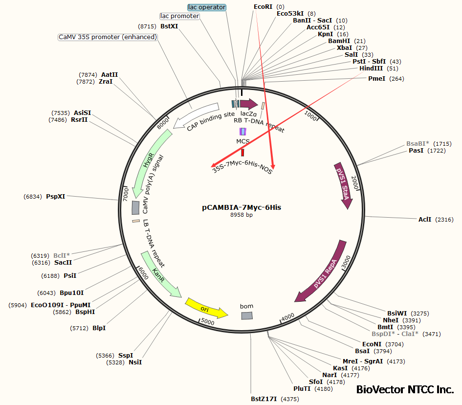 pCAMBIA-7myc-6His.png BioVector NTCC质粒载体菌种细胞蛋白抗体基因保藏中心www.biovector.net