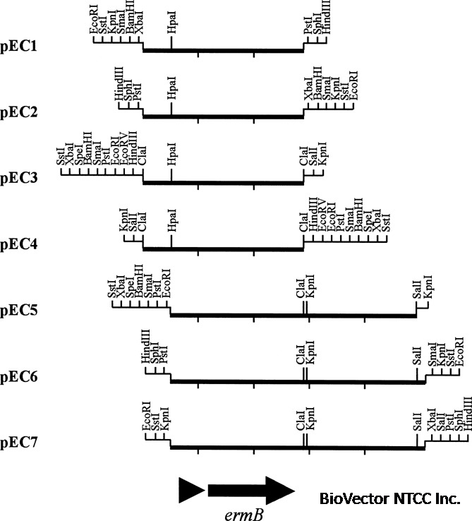 pEC1,-,pEC7葡萄球菌基因重组载体-BioVector NTCC质粒载体菌种细胞蛋白抗体基因保藏中心www.biovector.net.png