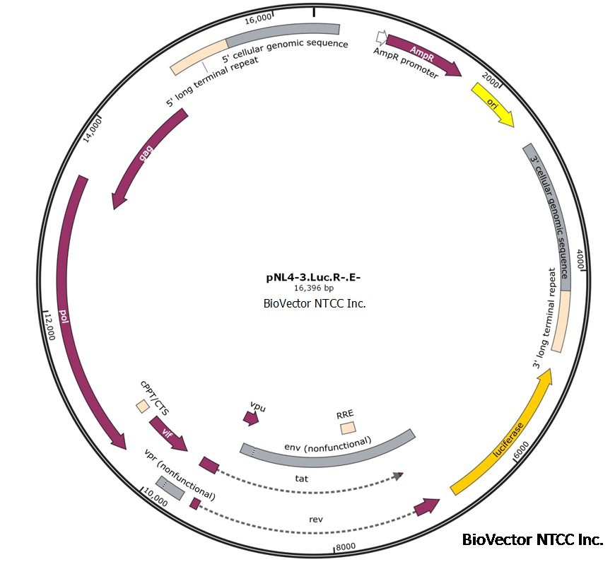 pNL4-3.Luc.R-.E-质粒HIV骨架病毒报告载体luc萤火虫酶荧光表达。Firefly luciferase gene was inserted into the pNL4-3 nef position. BioVector NTCC质粒载体菌种细胞蛋白抗体基因保藏中心提供.png