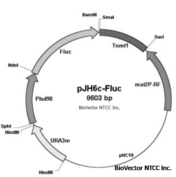 pJH6c-Fluc裂殖酵母荧光表达载体,Plsd90启动子,URA3m酵母筛选标记。BioVector NTCC质粒载体菌种细胞蛋白抗体基因保藏中心www.biovector.net.png