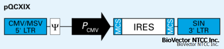 pQCXIX逆转录病毒双基因组成型表达载体,CMV启动子,IRES双顺反子元件左右可加入两个目的基因,组成型表达。BioVector NTCC质粒载体菌种细胞蛋白抗体基因保藏中心www.biovector.net.png