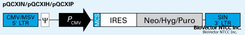 pQCXIH, pQCXIN, pQCXIP逆转录病毒表达载体,带有Neo,Hygro,puro筛选标记。BioVector NTCC质粒载体菌种细胞蛋白抗体基因保藏中心www.biovector.net.png