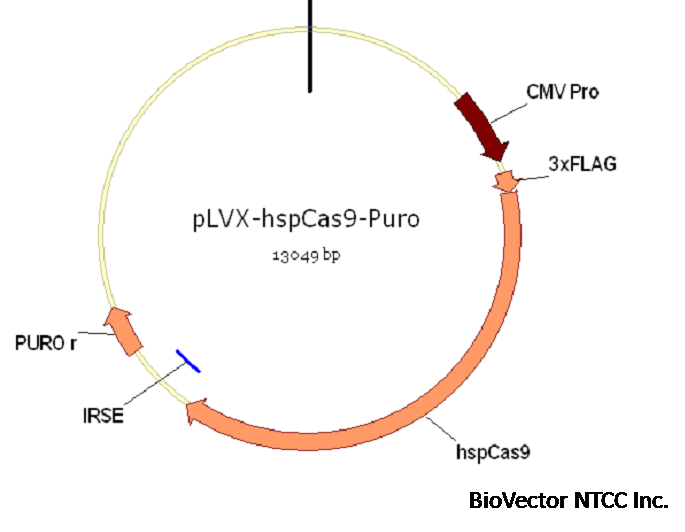 pLVX-hspCas9-Puro.png