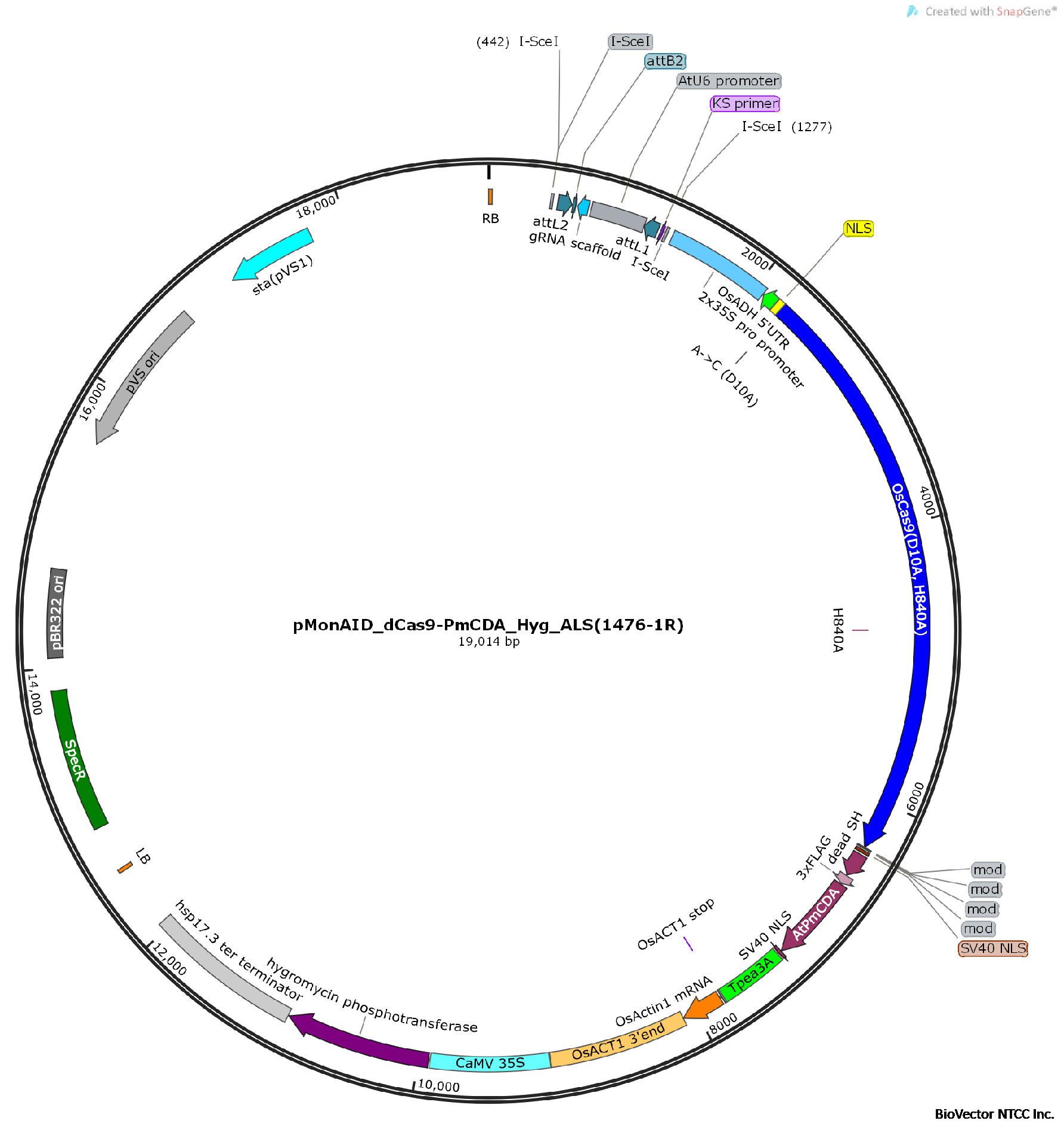 pMonAID_dCas9-PmCDA_Hyg_ALS.png BioVector NTCC质粒载体菌种细胞蛋白抗体基因保藏中心www.biovector.net