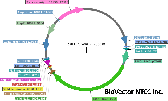pML107酵母基因编辑CRISPR-Cas9载体-BioVector NTCC质粒载体菌种细胞蛋白抗体基因保藏中心.png