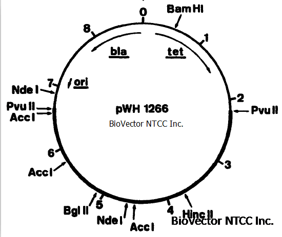 pWH1266不动杆菌穿梭表达载体-BioVector NTCC质粒载体菌种细胞蛋白抗体基因保藏中心.png