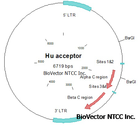MSGV Hu acceptor逆转录病毒质粒,用于T细胞受体基因的逆病毒转染和表达。BioVector NTCC质粒载体菌种细胞蛋白抗体基因保藏中心map.png