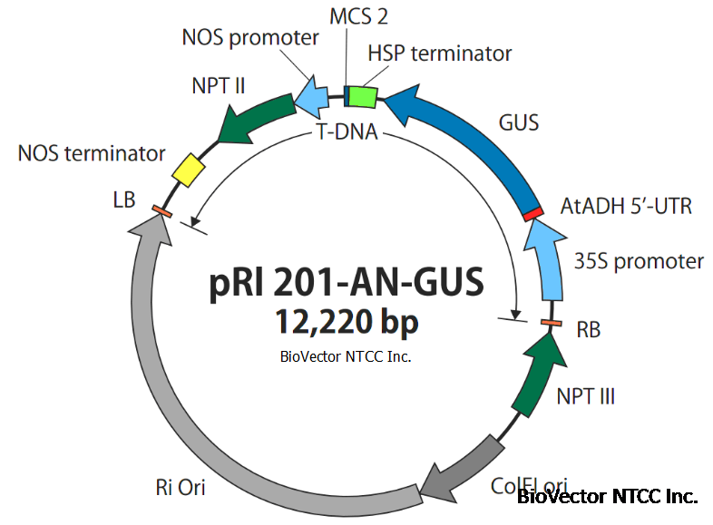 pRI201-AN-GUS双子叶植物表达载体发根农杆菌介导转化GUS报告基因载体,35S启动子,GUS报告基因,HSP终止子,Kan抗性。BioVector NTCC质粒载体菌种细胞蛋白抗体基因保藏中心电话:+86-010-53513060网址:www.biovector.net