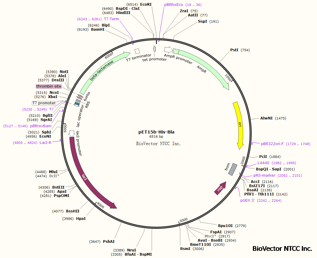 原核表达β-内酰胺酶质粒