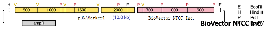 pDNAMarker1生产DNA分子量ladder质粒 BioVector NTCC质粒载体菌种细胞蛋白抗体基因保藏中心