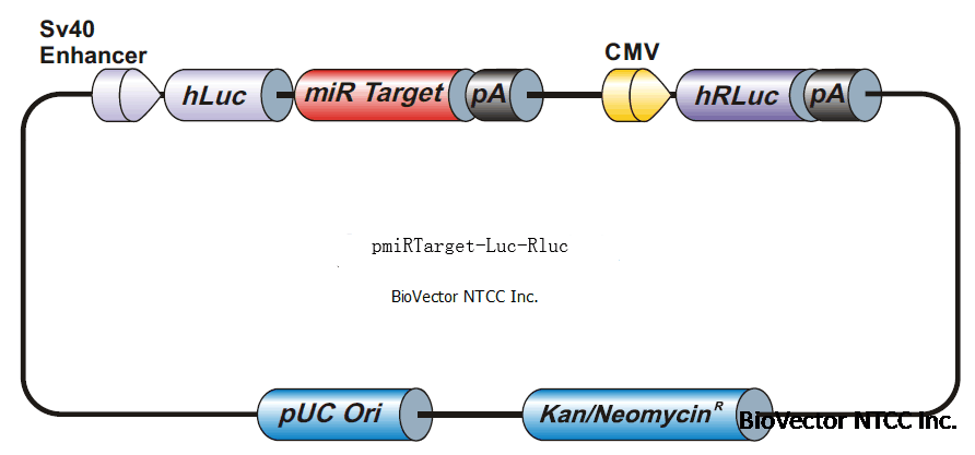 pmiRTarget-Luc-RLuc双荧光素酶miRNA靶基因验证载体,miR靶标3‘UTR插入在hLuc的c端MCS区。