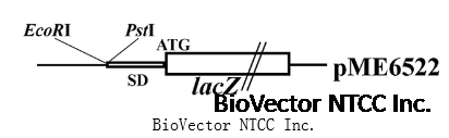 pME6522 BioVector NTCC Inc.