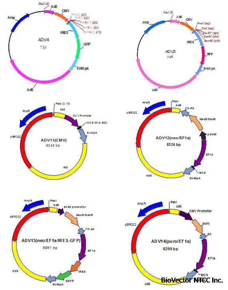 ADV4,ADV5,ADV11,ADV12,ADV13,ADv14腺病毒载体BioVector NTCC质粒载体菌种细胞蛋白抗体基因保藏中心www.biovector.net.jpg