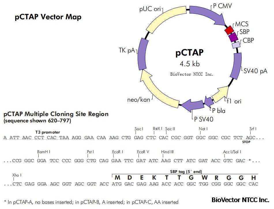 pCTAP哺乳动物细胞TAP标签表达载体-BioVector NTCC质粒载体菌种细胞蛋白抗体基因保藏中心www.biovector.net.jpg