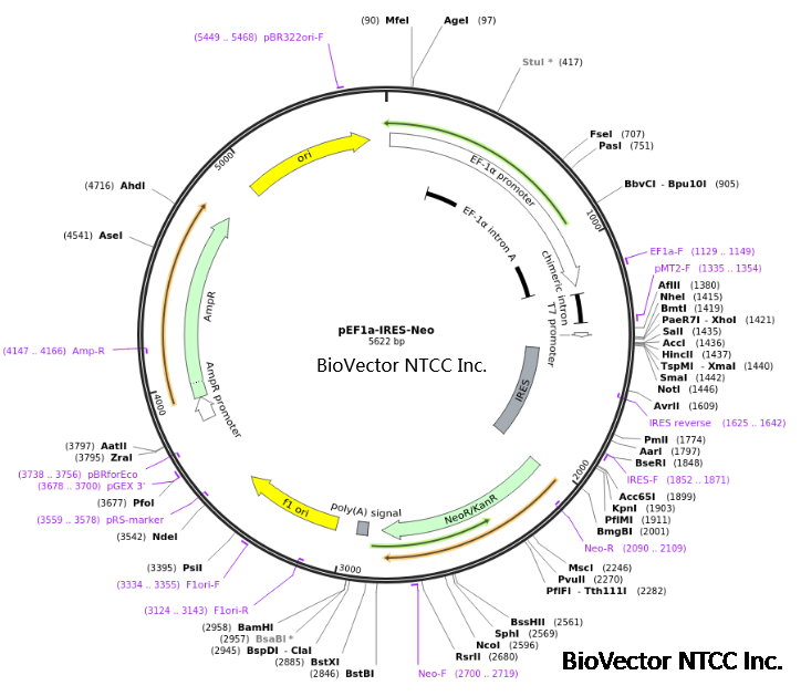 pEF1a-IRES-Neo真核表达载体-BioVector NTCC质粒载体菌种细胞蛋白抗体基因保藏中心www.biovector.net.png