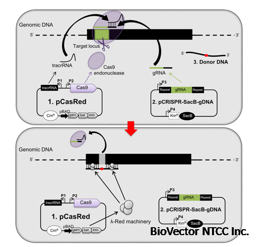 铜绿假单胞菌基因组编辑