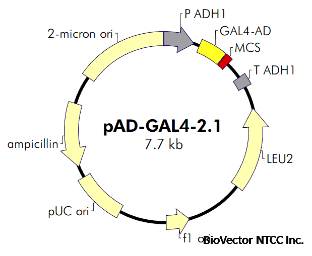 pAD-GAL4-2.1- 北京华越洋生物