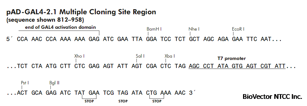 pAD-GAL4-2.1- 北京华越洋生物