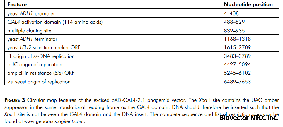 pAD-GAL4-2.1- 北京华越洋生物